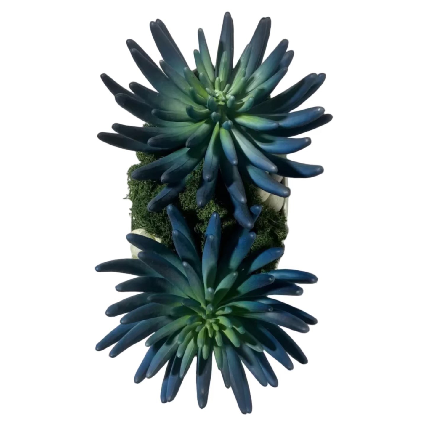 Blue/Green Succulent Garden