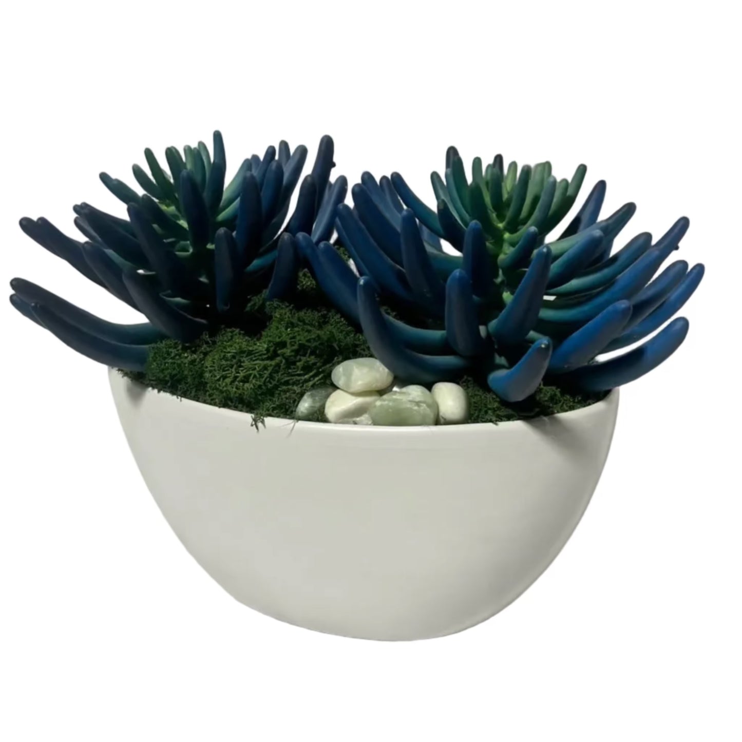 Blue/Green Succulent Garden