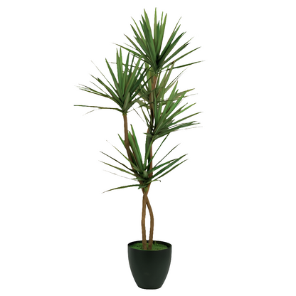6.5" YUCCA FLOOR PLANT
