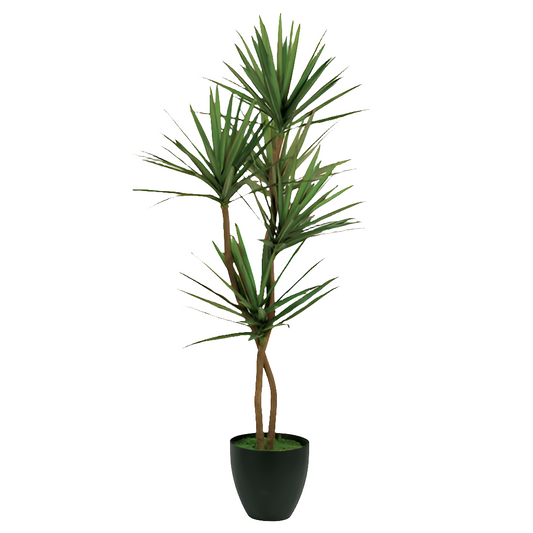6.5" YUCCA FLOOR PLANT