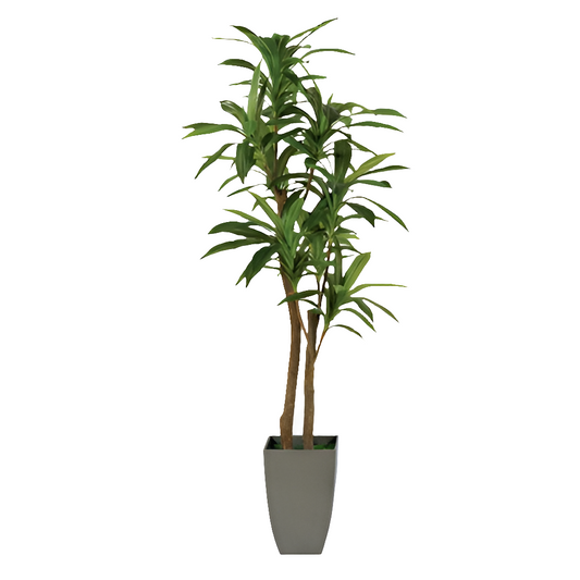 6.5' Dracaena Floor Plant