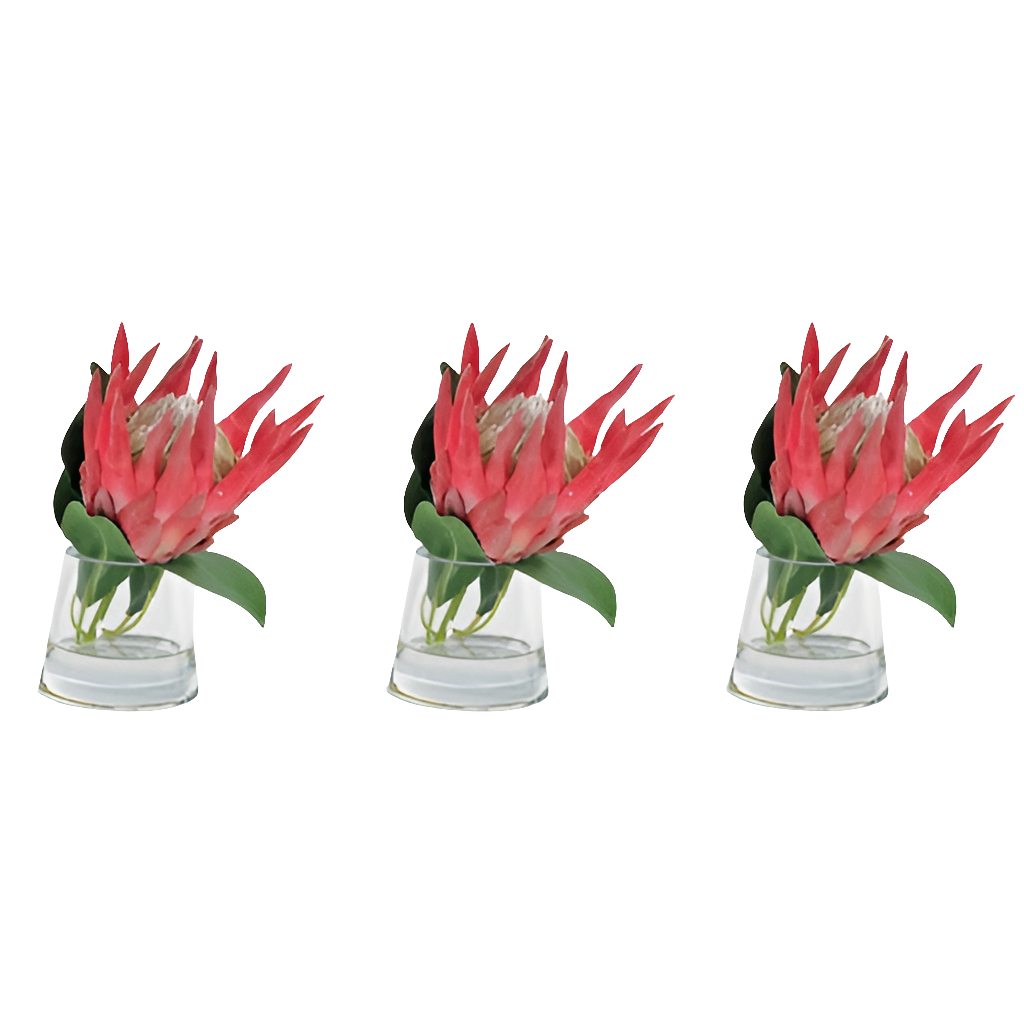 Magenta Protea in Water S/3