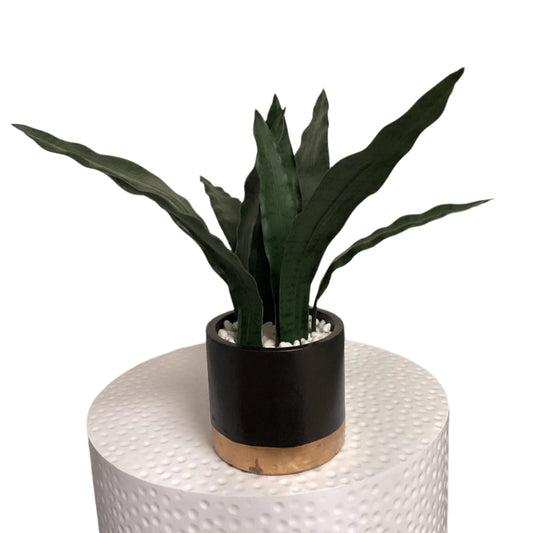 faux snake plant