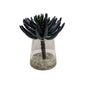 Blue/Green Succulent in Water Garden- Open Box