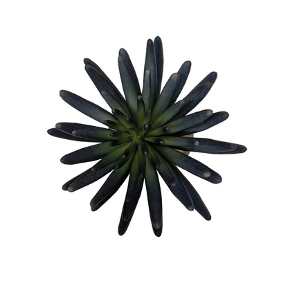 Blue/Green Succulent in Water Garden- Open Box