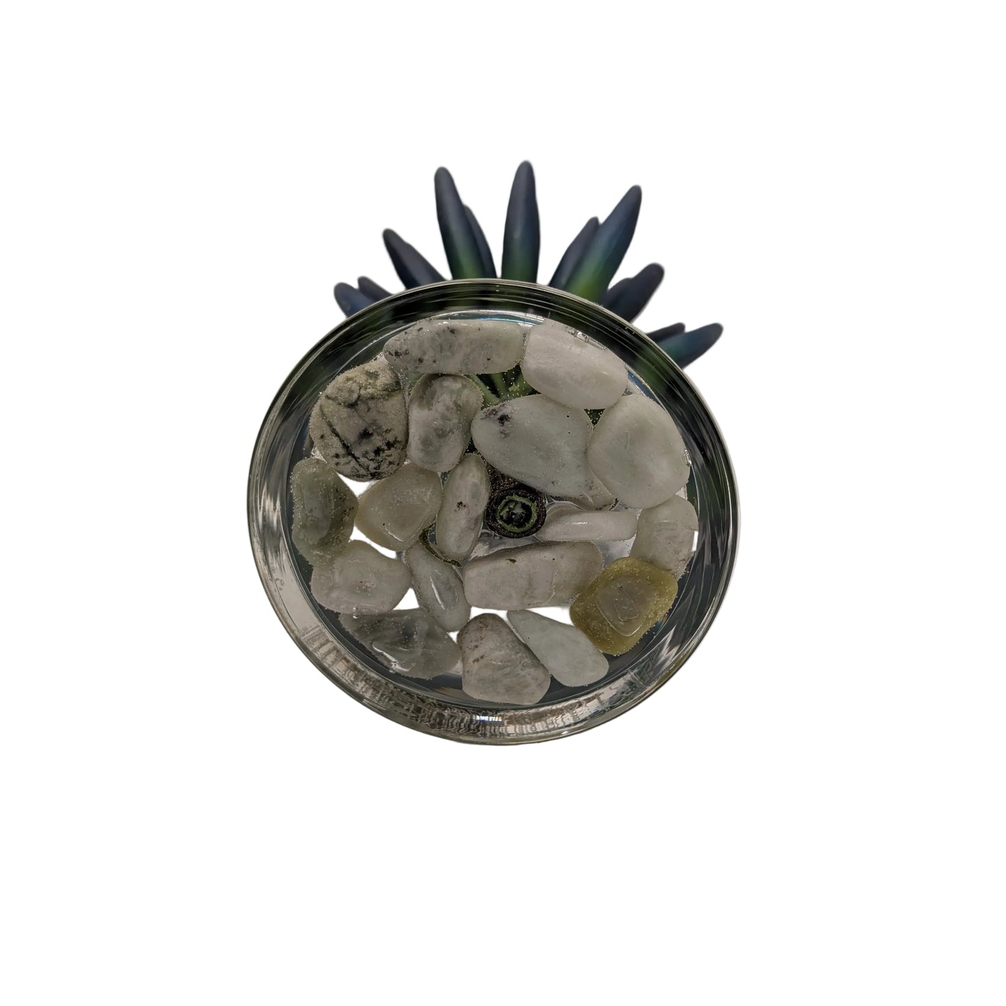 Blue/Green Succulent in Water Garden- Open Box