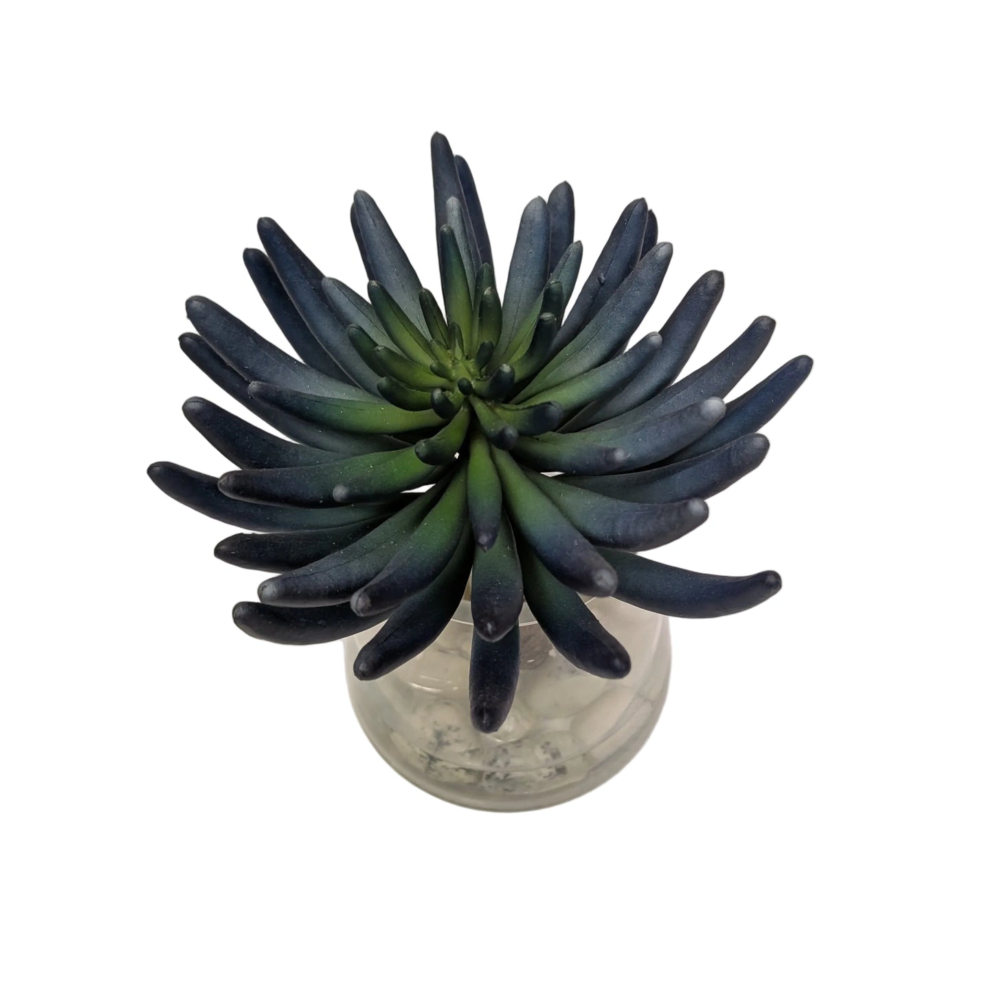 Blue/Green Succulent in Water Garden- Open Box