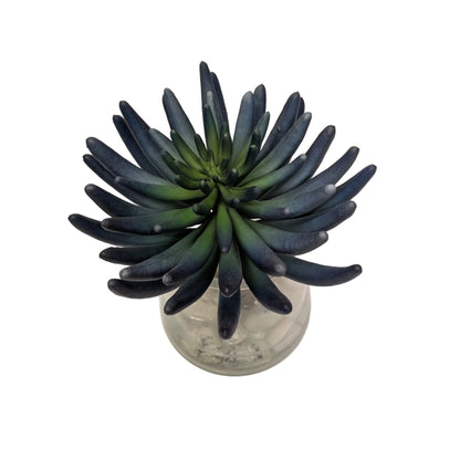 Blue/Green Succulent in Water Garden- Open Box