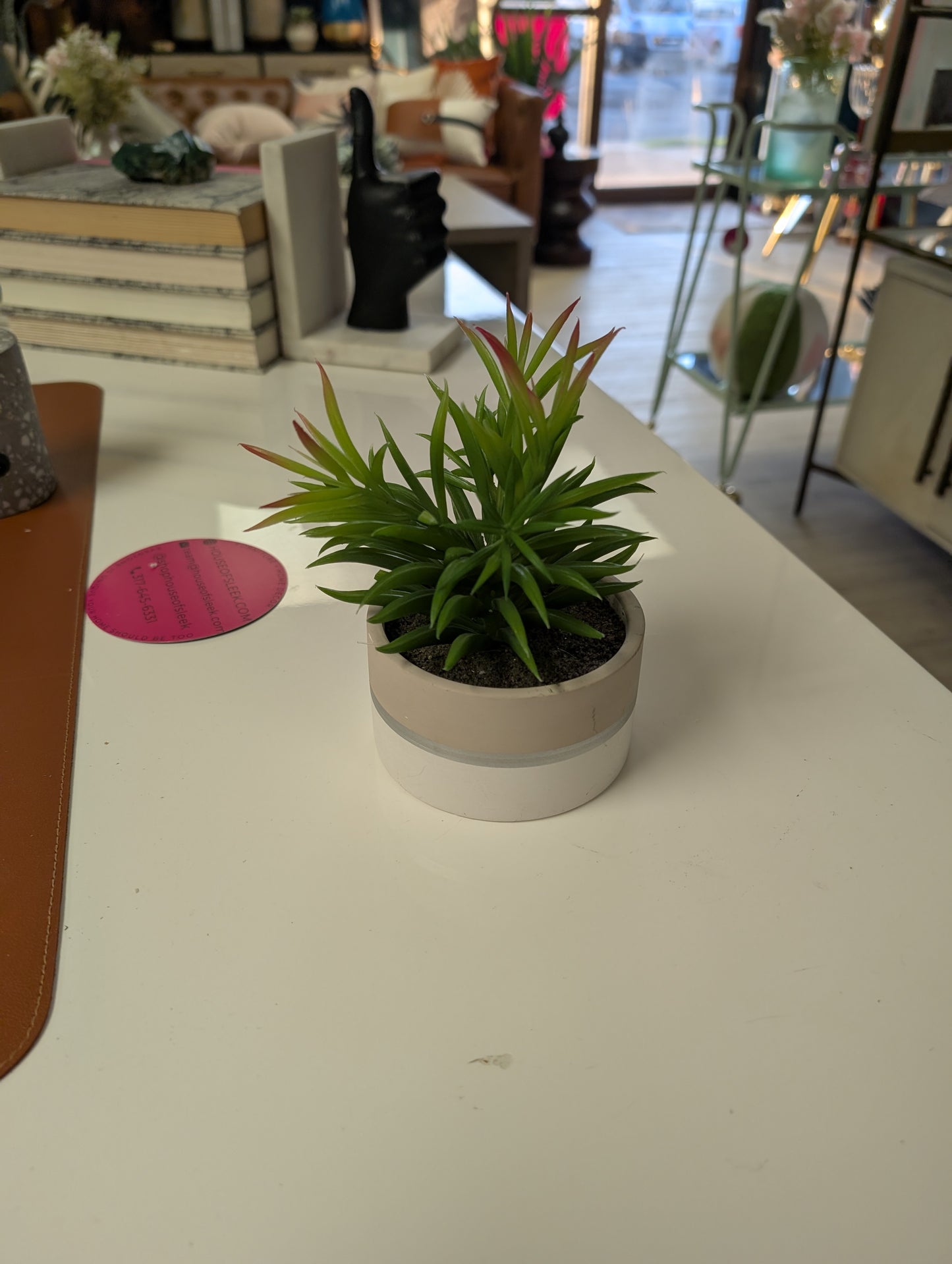 Succulent in Ceramic Pot, 7"-OPEN BOX