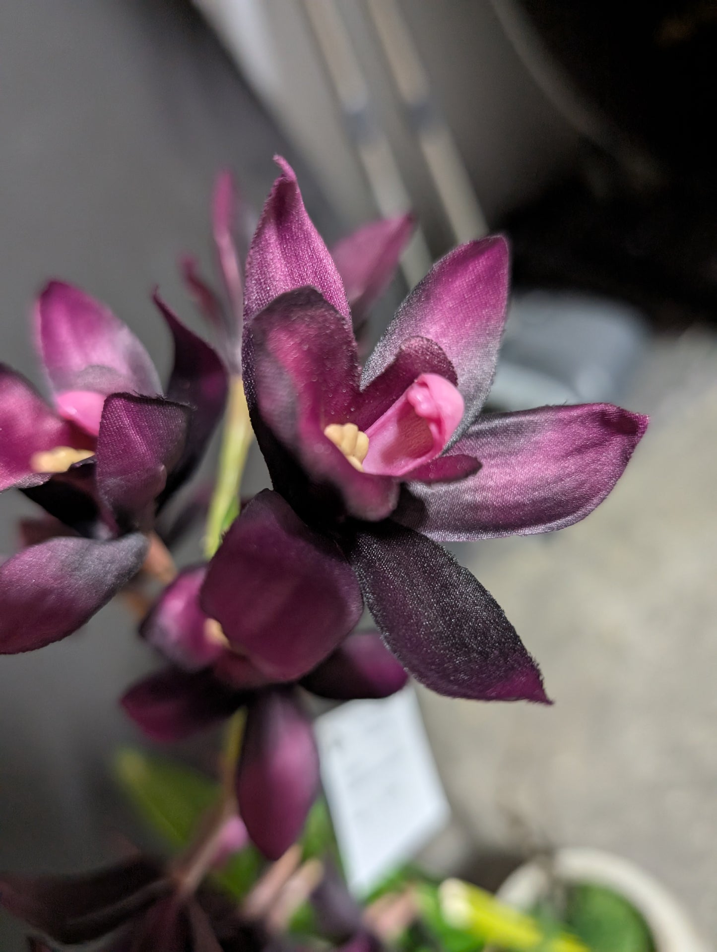 Purple Dendrobium Orchids in Earthen Vase- Small