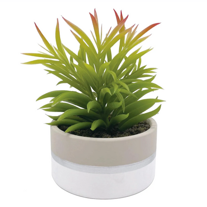 Succulent in Ceramic Pot, 7"-OPEN BOX