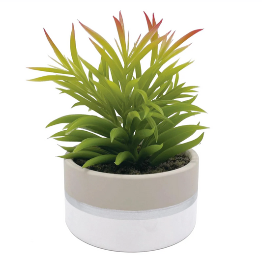 Succulent in Ceramic Pot, 7"-OPEN BOX