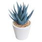 Faux Blue Aloe*OEN BOX